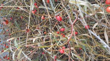 rosehips